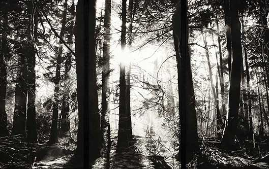 Mythos Wald . Das Flüstern der Blätter - Kunsthalle Emden