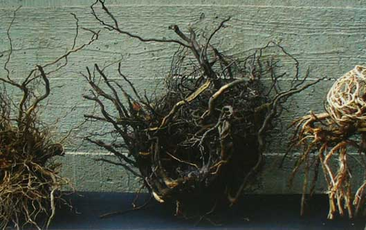 „DAS LIED VON DER ERDE“ – ein Projekt der Sinne. Kunstverein Kreis Soest